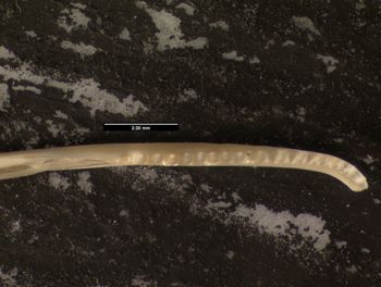 Media type: image;   Herpetology R-171407